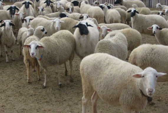 İyi kurbanlık nasıl seçilir? - Resim: 4