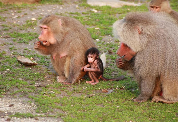 İlk karne hediyesi Büyükşehir'den geldi - Resim: 0