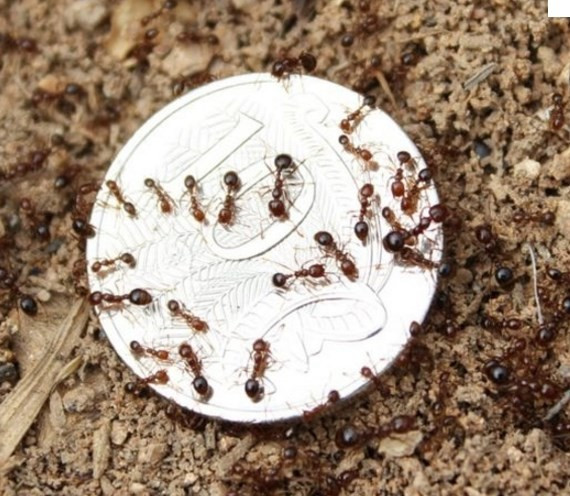 Ülke ekonomisine balta vuruyorlar Avustralya'da ortaya çıktı - Resim: 3