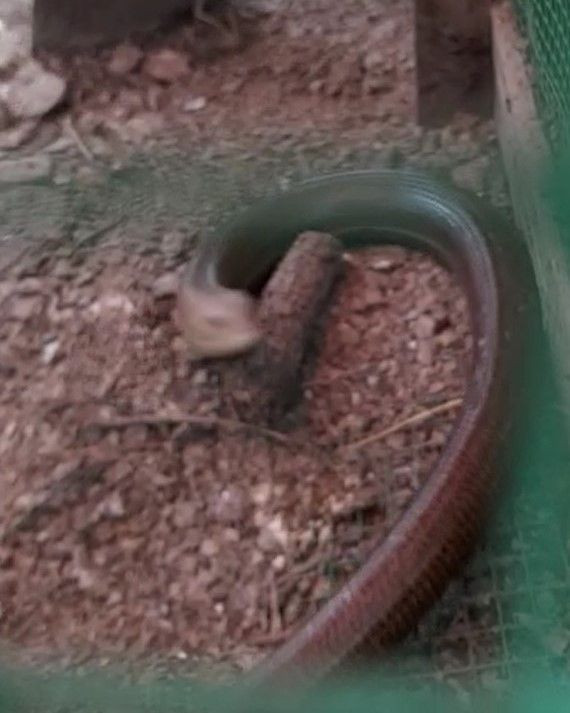 Bursa'da kümese giren 1,5 metrelik kertenkele ödlerini kopardı - Resim: 3