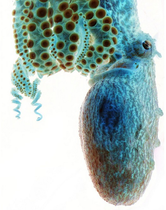 67000 fotoğrafın en iyileri seçildi! - Resim: 4