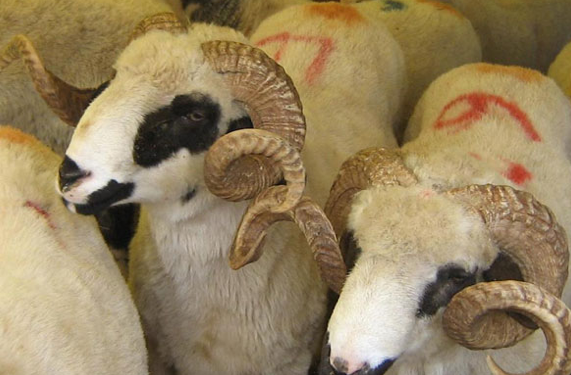 Kurbanlık alırken bunlara dikkat edin! - Resim: 1