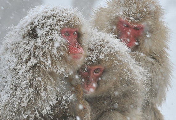 Dünya buz kesti - Resim: 3