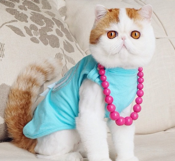 İnternetin yeni fenomeni sevimli kedi - Resim: 1