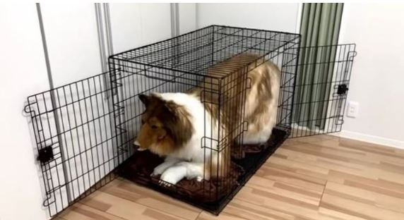 378 bin TL harcayarak 'köpek olma' hayalini gerçekleştirdi! Kafese bile girdi... - Resim: 1