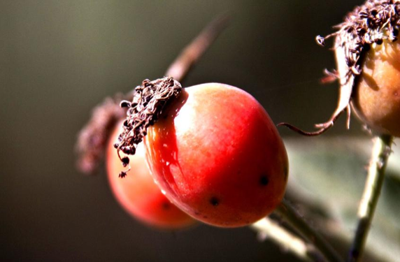 İşte kanserden koruyan 33 yiyecek! - Resim: 1