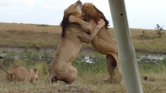 Aslanların nefes kesen savaşı - Resim: 3
