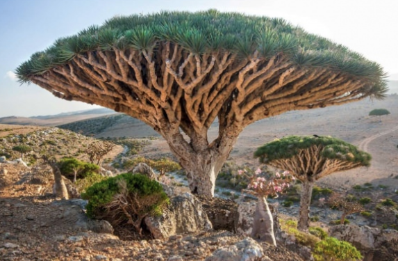 Kanayan 'Ejder Ağacı' nedir? İşte hiç bilmediğiniz faydaları... - Resim: 1