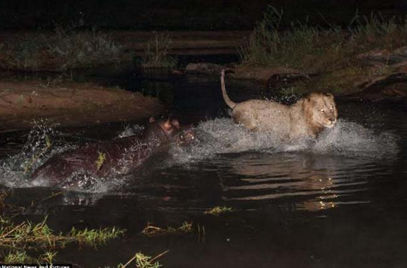 Suaygırı aslanlara böyle direndi... - Resim: 2