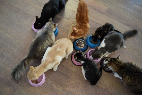 Deniz manzarası eşliğinde Yunan Adası'nda rüya gibi iş ilanı - Resim: 3