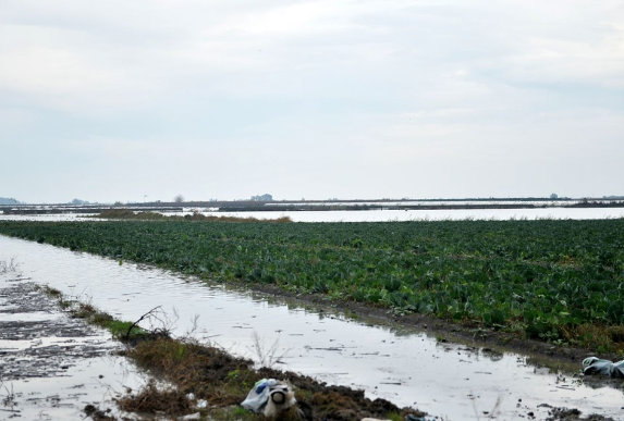 Mersin'de tarlalar ve seralar sele gitti çok büyük hasar var - Resim: 4