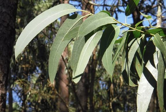 Bu bitkiyi kaynatıp 10 dakika koklayın inanılmaz faydasını göreceksiniz - Resim: 1