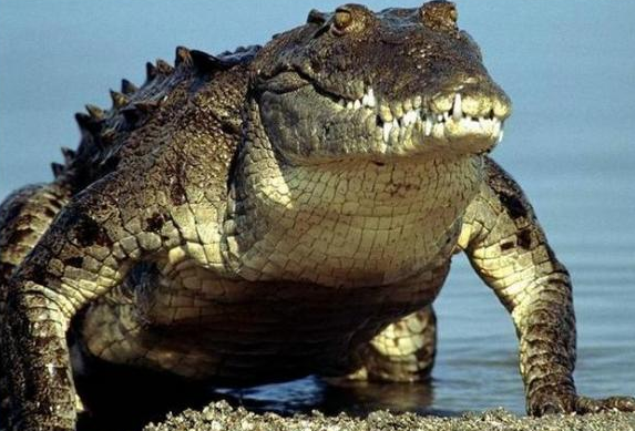 Bebeğini timsaha yem edecekken... - Resim: 2