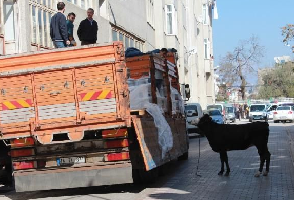 Kızgın boğanın ettiklerine bakın - Resim: 4