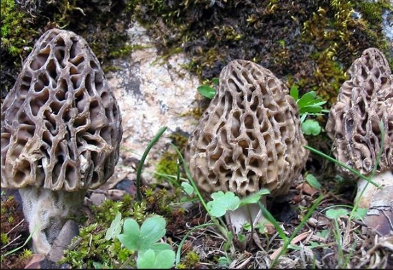 Fiyatı çeyrek altın kadar ama satmıyorlar - Resim: 1