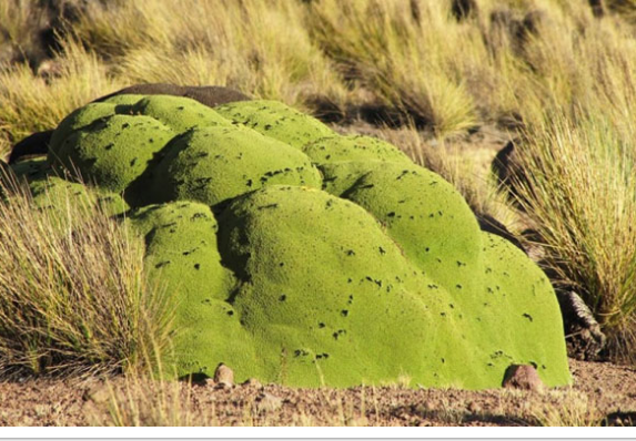 Çöl'ün ortasında maydanoz! - Resim: 4