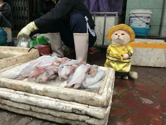 'Balıkçı kedi' fenomen oldu! Görenler hayrete düşüyor - Resim: 1