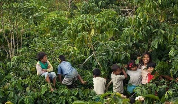 Kedi dışkısından yaptıkları kahvenin fiyatı dudak uçuklatıyor! - Resim: 2
