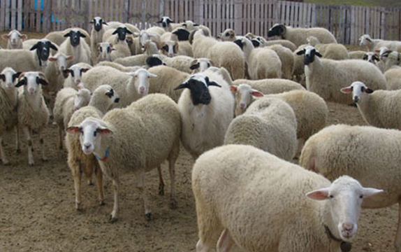 Kurbanlık alırken bunlara dikkat edin! - Resim: 2