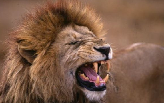 Aslanlar zürafayı böyle avladı - Resim: 4