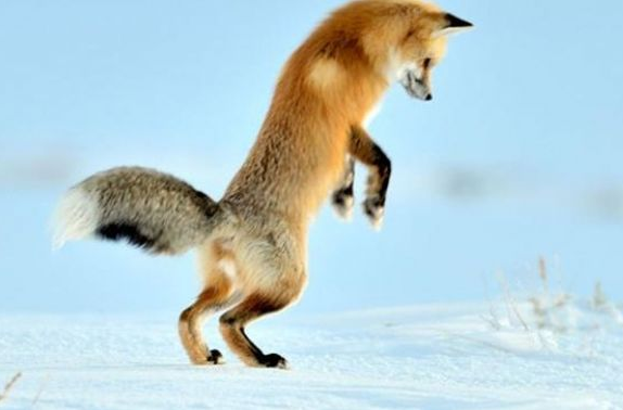 Tilki için ziyafet zamanı - Resim: 1