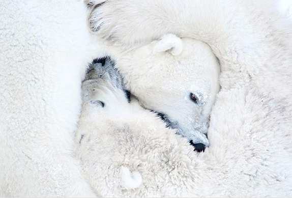 Yılın en vahşi fotoğrafları - Resim: 3