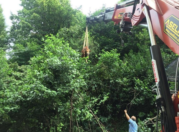Onlar kaçtı sahipleri kovaladı! Panik korku ne ararsan var - Resim: 2