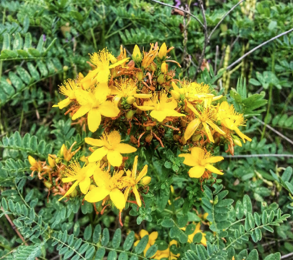 Yağı da bir o kadar etkili olan kantaron çiçeğinin mucizevi faydaları - Resim: 3