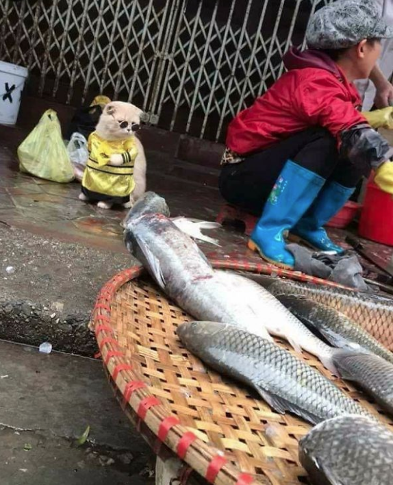 'Balıkçı kedi' fenomen oldu! Görenler hayrete düşüyor - Resim: 4