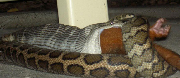 Aç kalırlarsa hiçbir canlıya acımıyorlar! - Resim: 1