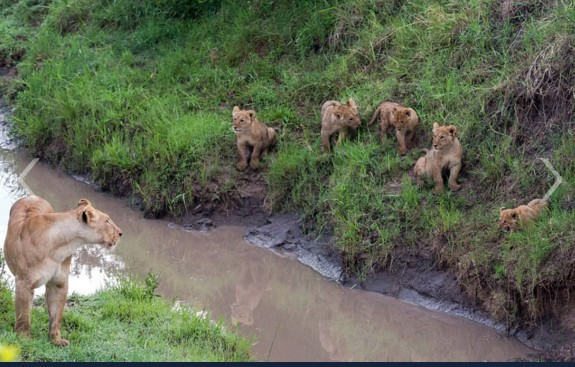 Yavru aslanların yaşam mücadelesi - Resim: 3
