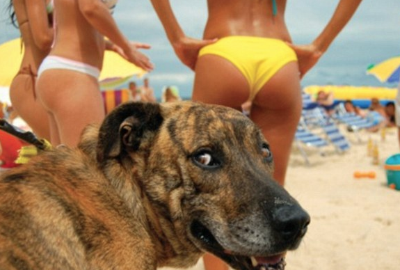 Hayvanlar insan gibi davranırsa - Resim: 3