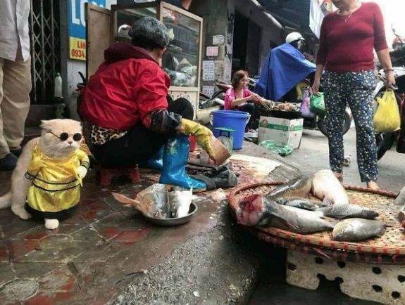 'Balıkçı kedi' fenomen oldu! Görenler hayrete düşüyor - Resim: 2