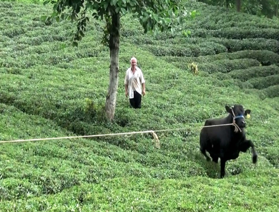Onlar kaçtı sahipleri kovaladı! Panik korku ne ararsan var - Resim: 1