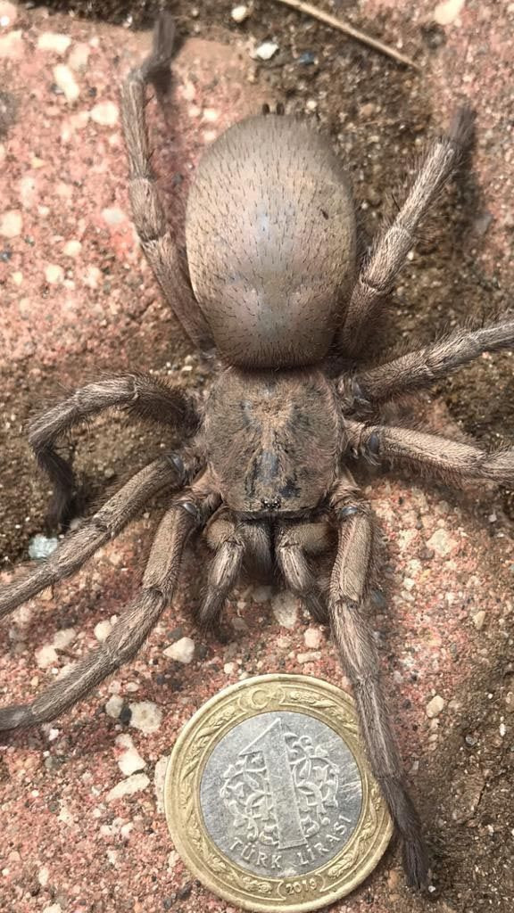 Osmaniye'de yayla evinde görülen dev örümcek korkuttu! - Resim: 2