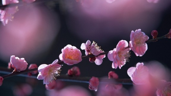 Cemre tarihleri ilk cemre ne zaman nereye düşecek? - Resim: 1