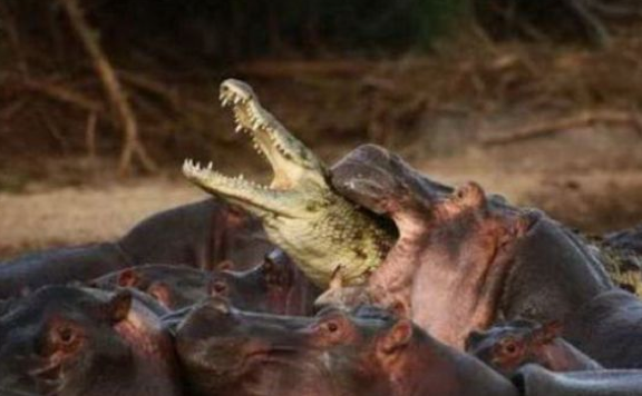 Bu fotoğraflar çok enterasan - Resim: 1