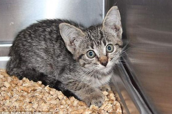 Bu arabayı pitbull parçaladı - Resim: 1