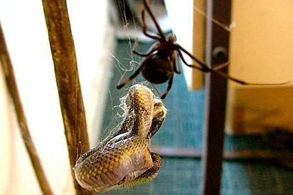 Yılan örümcek ağına takılırsa... - Resim: 4