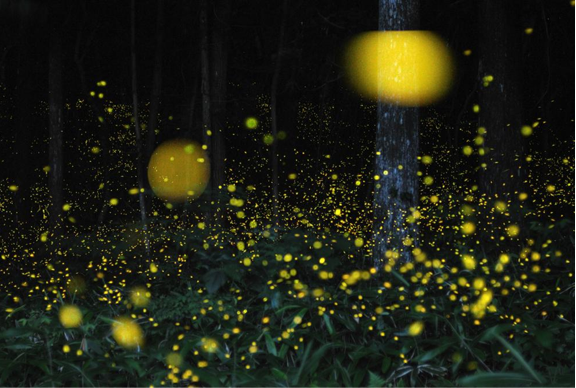 İnternetin yeni fenomeni - Resim: 1