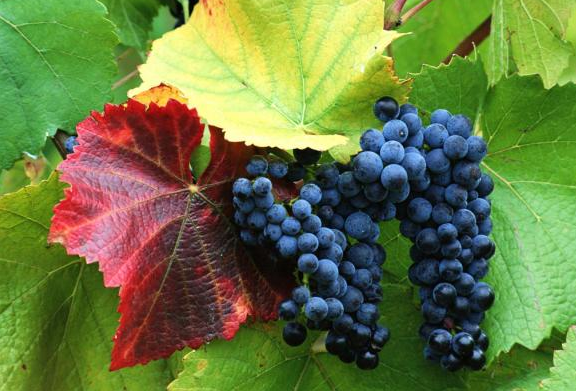 Kuran- ı Kerim'de adı geçen meyveler - Resim: 2