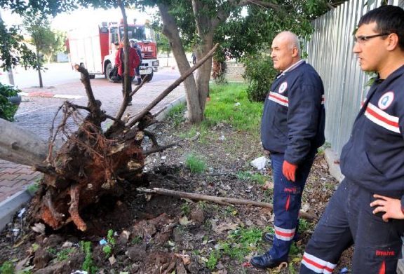 Fırtına ağaçları kökünden söktü - Resim: 2