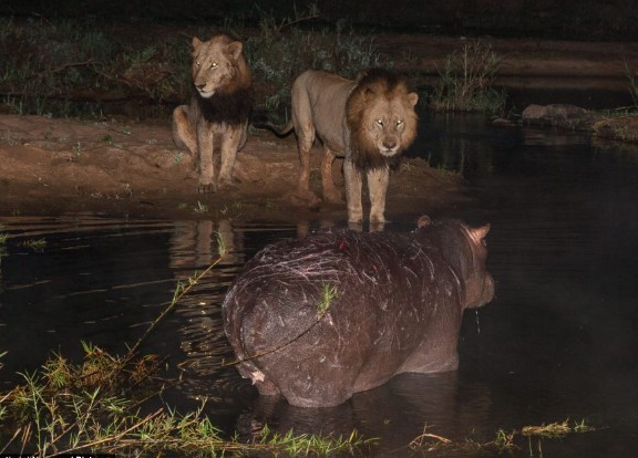 Vahşi av saniye saniye görüntülendi - Resim: 2