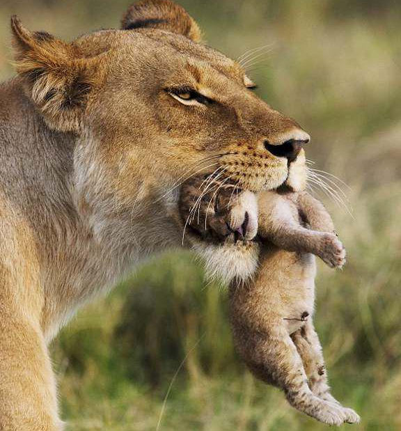 Aslanların şaşırtan görüntüleri - Resim: 2