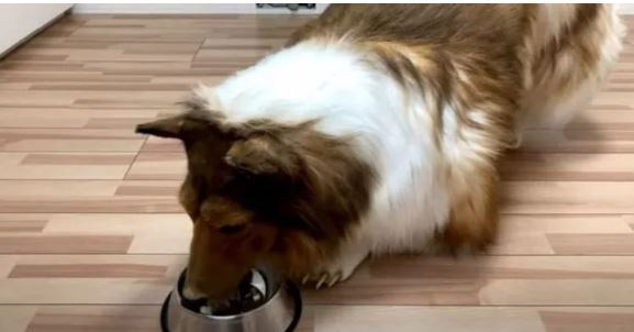 378 bin TL harcayarak 'köpek olma' hayalini gerçekleştirdi! Kafese bile girdi... - Resim: 2