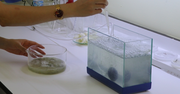 Marmara'nın müsilajında mikroskopta bakın ne çıktı - Resim: 0