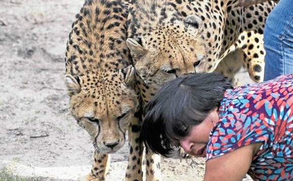 Çita dehşeti böyle görüntülendi! - Resim: 2
