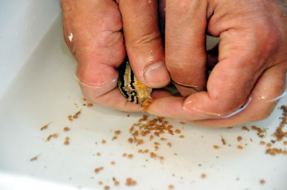 Ciklet balığı mucizesi... - Resim: 4