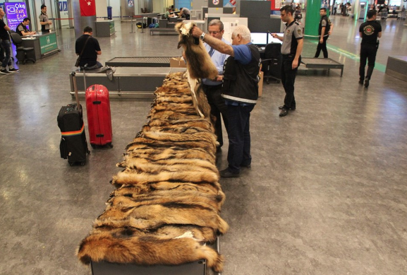 Havalimanında şoke eden görüntü! Unutulan valizden çıktı - Resim: 2