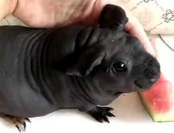 Köpek diye aldığı hayvan büyüdüğünde bakın neye dönüştü! - Resim: 2